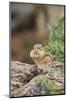 Eastern Chipmunk-Gary Carter-Mounted Photographic Print