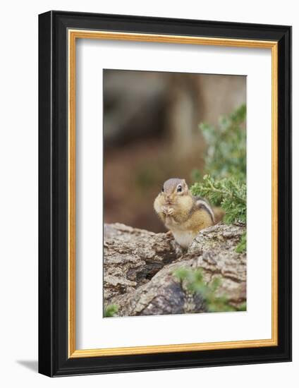 Eastern Chipmunk-Gary Carter-Framed Photographic Print