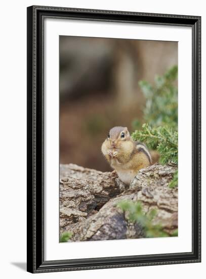 Eastern Chipmunk-Gary Carter-Framed Photographic Print