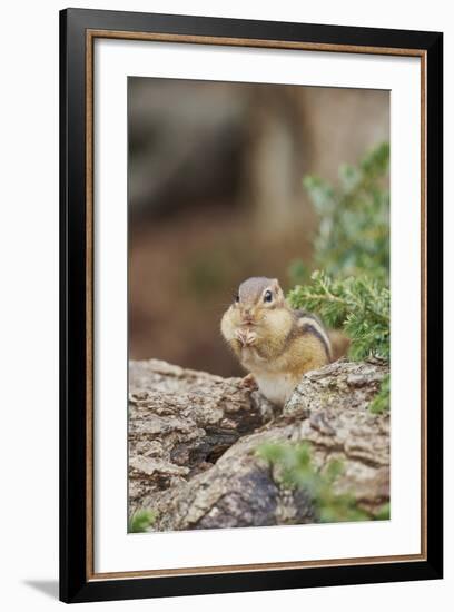 Eastern Chipmunk-Gary Carter-Framed Photographic Print