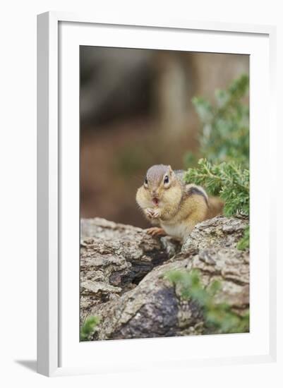 Eastern Chipmunk-Gary Carter-Framed Photographic Print