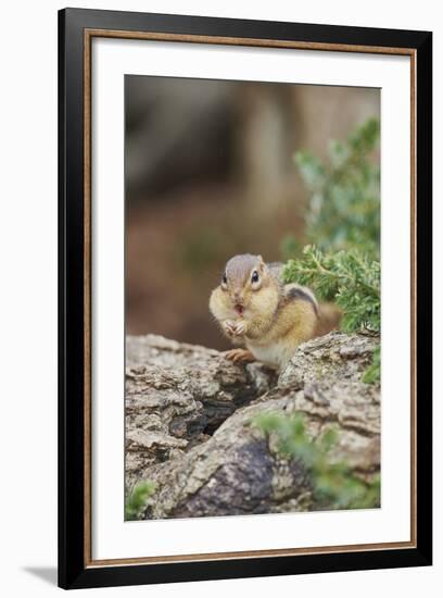 Eastern Chipmunk-Gary Carter-Framed Photographic Print