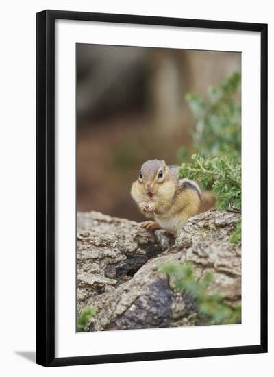 Eastern Chipmunk-Gary Carter-Framed Photographic Print