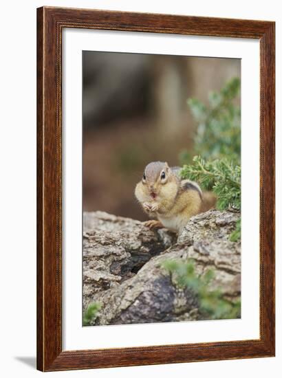 Eastern Chipmunk-Gary Carter-Framed Photographic Print