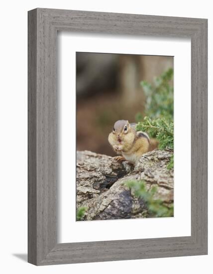 Eastern Chipmunk-Gary Carter-Framed Photographic Print