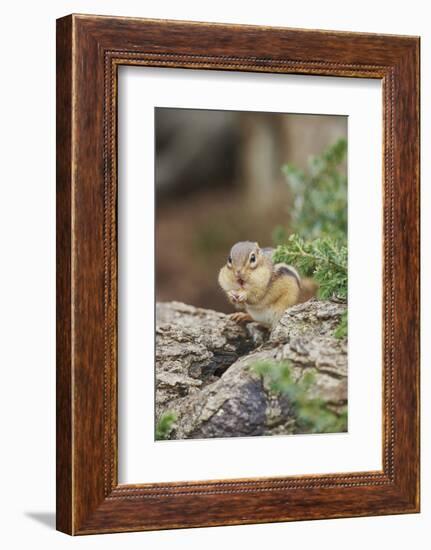 Eastern Chipmunk-Gary Carter-Framed Photographic Print