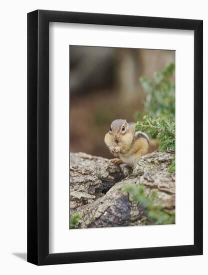 Eastern Chipmunk-Gary Carter-Framed Photographic Print