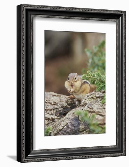 Eastern Chipmunk-Gary Carter-Framed Photographic Print