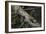 Eastern Chipmunk-Harro Maass-Framed Giclee Print