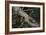 Eastern Chipmunk-Harro Maass-Framed Giclee Print