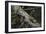 Eastern Chipmunk-Harro Maass-Framed Giclee Print