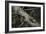 Eastern Chipmunk-Harro Maass-Framed Giclee Print