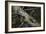 Eastern Chipmunk-Harro Maass-Framed Giclee Print