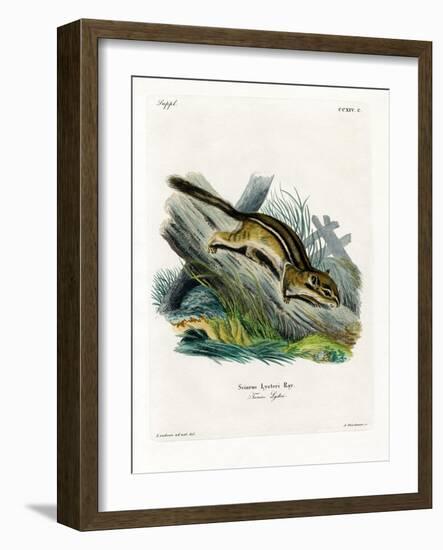 Eastern Chipmunk-null-Framed Giclee Print