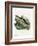 Eastern Chipmunk-null-Framed Giclee Print