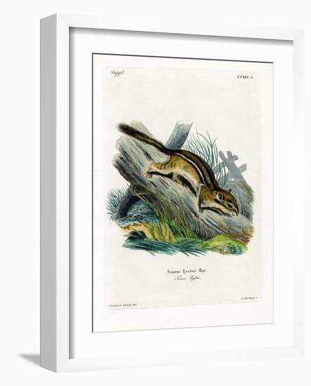 Eastern Chipmunk-null-Framed Giclee Print