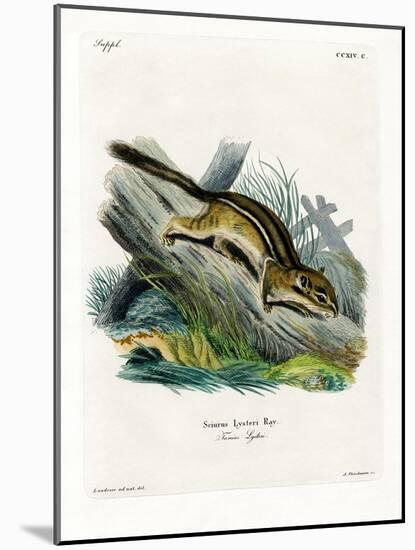 Eastern Chipmunk-null-Mounted Giclee Print