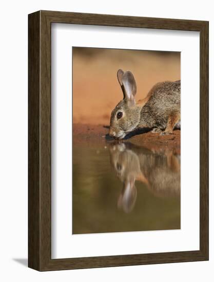 Eastern Cottontail drinking at pond, South Texas, USA-Rolf Nussbaumer-Framed Photographic Print