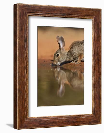 Eastern Cottontail drinking at pond, South Texas, USA-Rolf Nussbaumer-Framed Photographic Print