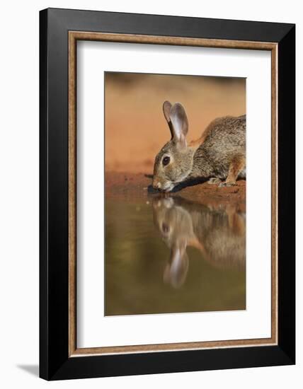 Eastern Cottontail drinking at pond, South Texas, USA-Rolf Nussbaumer-Framed Photographic Print