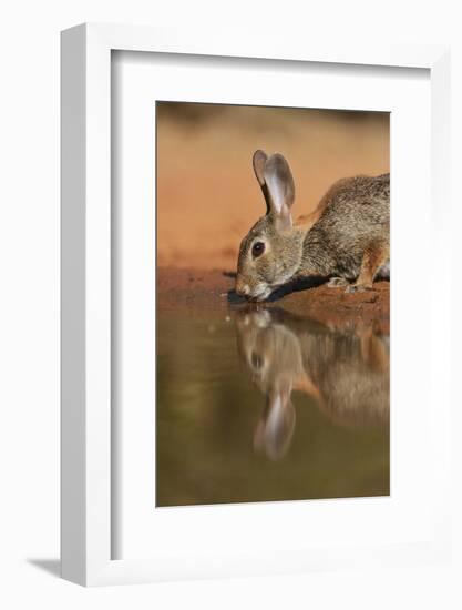 Eastern Cottontail drinking at pond, South Texas, USA-Rolf Nussbaumer-Framed Photographic Print