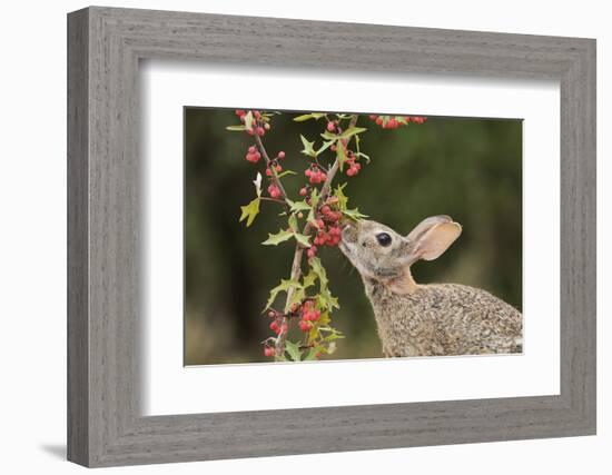 Eastern Cottontail eating Agarita berries, South Texas, USA-Rolf Nussbaumer-Framed Photographic Print