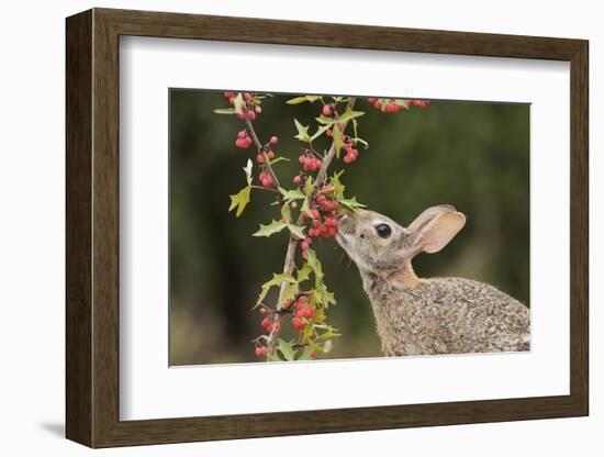 Eastern Cottontail eating Agarita berries, South Texas, USA-Rolf Nussbaumer-Framed Photographic Print