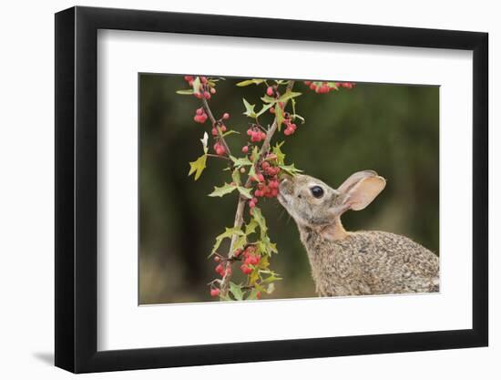 Eastern Cottontail eating Agarita berries, South Texas, USA-Rolf Nussbaumer-Framed Photographic Print