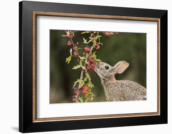 Eastern Cottontail eating Agarita berries, South Texas, USA-Rolf Nussbaumer-Framed Photographic Print