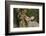 Eastern Cottontail eating Agarita berries, South Texas, USA-Rolf Nussbaumer-Framed Photographic Print