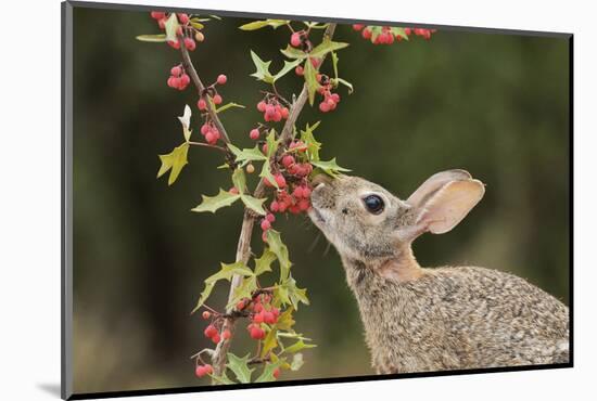 Eastern Cottontail eating Agarita berries, South Texas, USA-Rolf Nussbaumer-Mounted Photographic Print