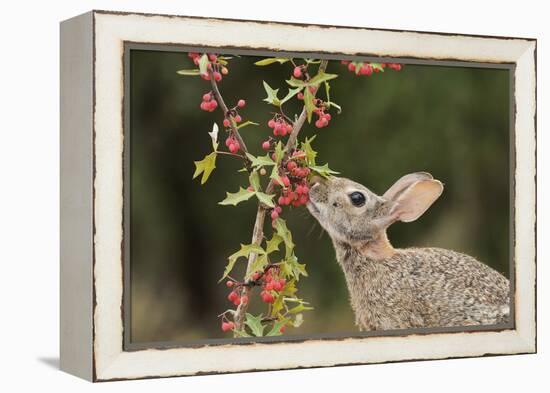 Eastern Cottontail eating Agarita berries, South Texas, USA-Rolf Nussbaumer-Framed Premier Image Canvas