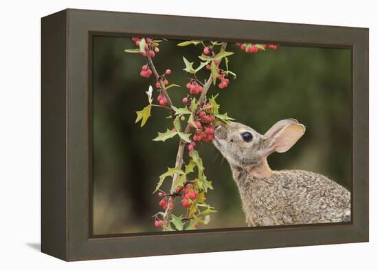 Eastern Cottontail eating Agarita berries, South Texas, USA-Rolf Nussbaumer-Framed Premier Image Canvas