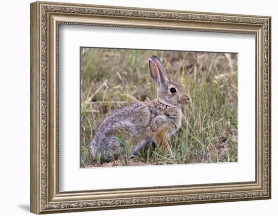 Eastern cottontail rabbit in Theodore Roosevelt National Park, North Dakota, USA-Chuck Haney-Framed Photographic Print