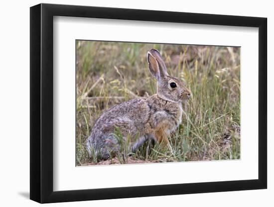 Eastern cottontail rabbit in Theodore Roosevelt National Park, North Dakota, USA-Chuck Haney-Framed Photographic Print