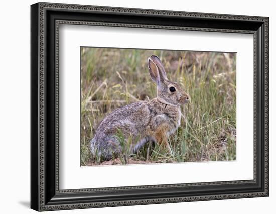 Eastern cottontail rabbit in Theodore Roosevelt National Park, North Dakota, USA-Chuck Haney-Framed Photographic Print
