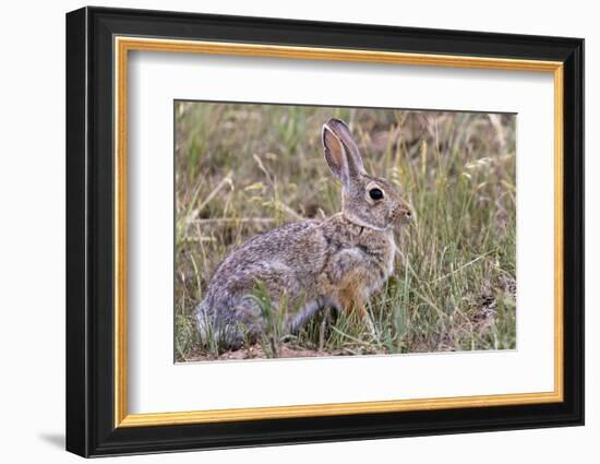 Eastern cottontail rabbit in Theodore Roosevelt National Park, North Dakota, USA-Chuck Haney-Framed Photographic Print