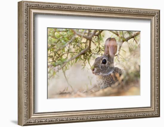 Eastern Cottontail Rabbit resting in shade-Larry Ditto-Framed Photographic Print