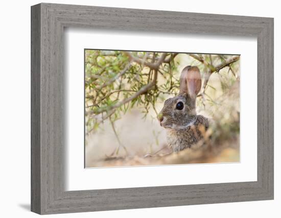 Eastern Cottontail Rabbit resting in shade-Larry Ditto-Framed Photographic Print