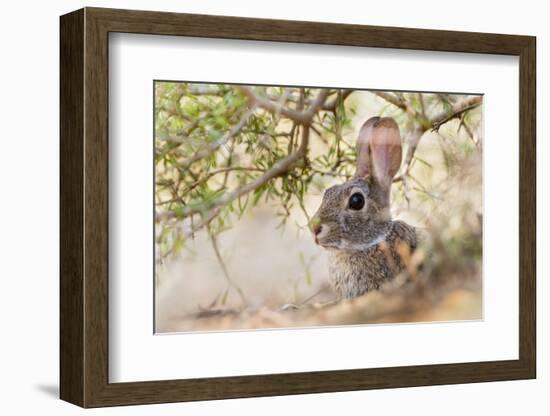 Eastern Cottontail Rabbit resting in shade-Larry Ditto-Framed Photographic Print