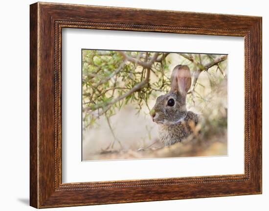 Eastern Cottontail Rabbit resting in shade-Larry Ditto-Framed Photographic Print