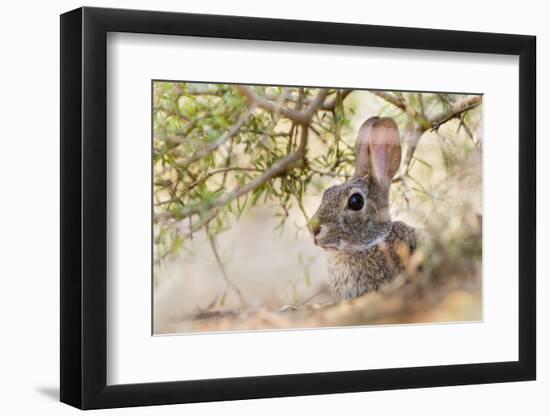 Eastern Cottontail Rabbit resting in shade-Larry Ditto-Framed Photographic Print