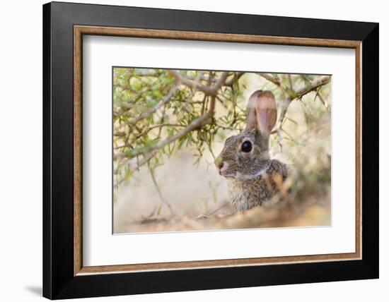 Eastern Cottontail Rabbit resting in shade-Larry Ditto-Framed Photographic Print