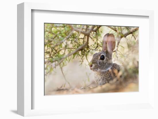 Eastern Cottontail Rabbit resting in shade-Larry Ditto-Framed Photographic Print