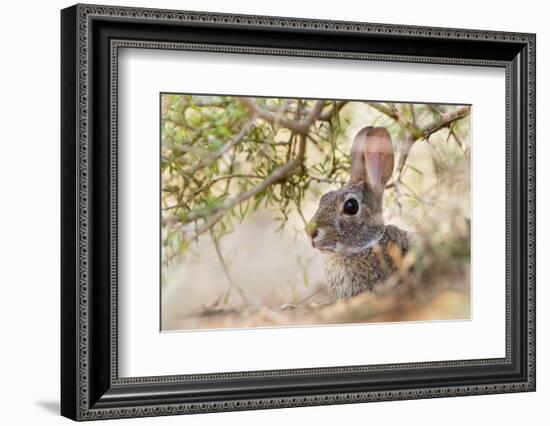 Eastern Cottontail Rabbit resting in shade-Larry Ditto-Framed Photographic Print