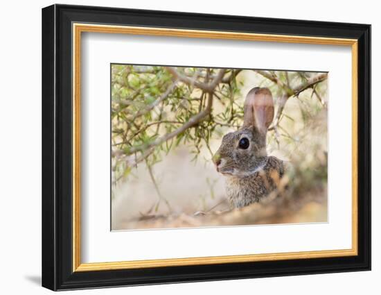 Eastern Cottontail Rabbit resting in shade-Larry Ditto-Framed Photographic Print