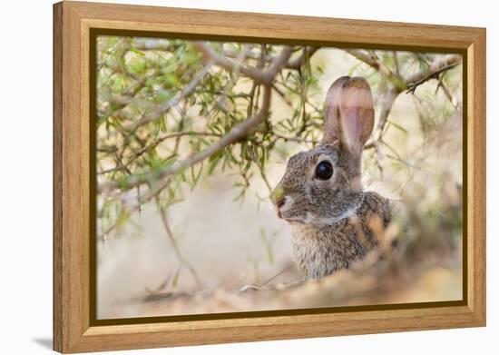 Eastern Cottontail Rabbit resting in shade-Larry Ditto-Framed Premier Image Canvas