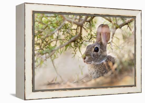 Eastern Cottontail Rabbit resting in shade-Larry Ditto-Framed Premier Image Canvas
