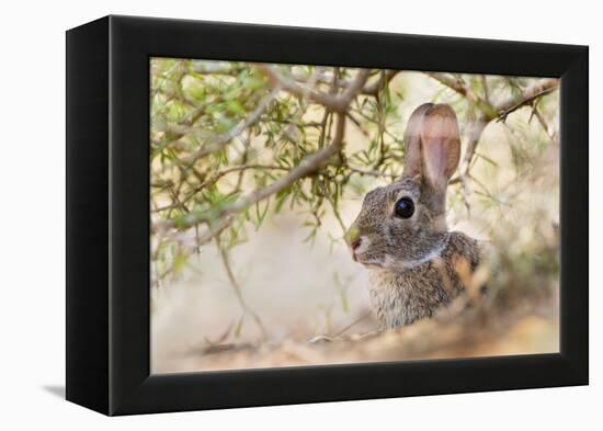 Eastern Cottontail Rabbit resting in shade-Larry Ditto-Framed Premier Image Canvas