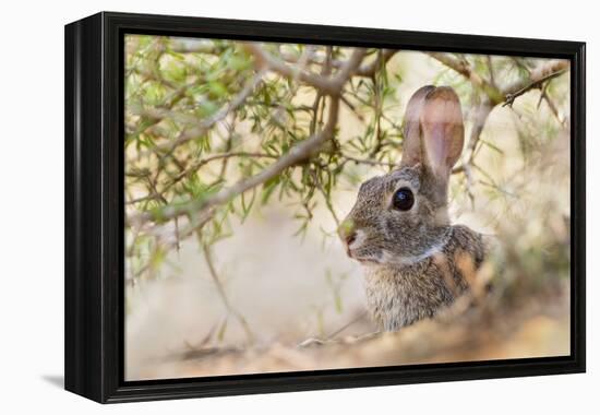 Eastern Cottontail Rabbit resting in shade-Larry Ditto-Framed Premier Image Canvas